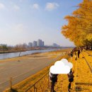 곡교천 은행나무길 이미지