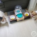 용맹까까 네이버블로그