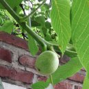 호두나무 이미지