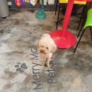 도리도리펫샵 | 부산애견호텔,메리몰펫샵,견주님께cctv오픈,집처럼편안한호텔,철장없는 애견호텔,남포동애견호텔,부산...