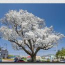 용장리 느티나무 이미지