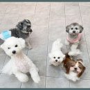 베베호텔 유치원 & 애견스파 이미지