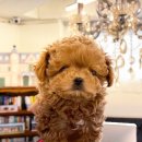 퍼피힐 강아지분양 이미지