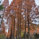 엘지전자(주)논산지점 | 무료입장 무료주차 충남 논산 온빛자연휴양림 풀코스 후기