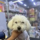펫마트 강아지 논산점 이미지