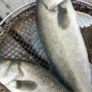 서진낚시 이미지