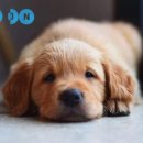 라온동물병원 이미지