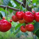 후계자 농장 이미지