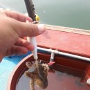 노을쭈꾸미 이미지