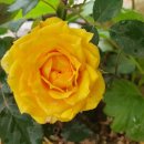 쫑이와메리 이미지