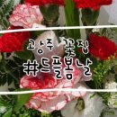 드플봄날