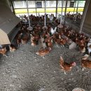 산마을 양계장 이미지