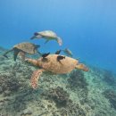 거북이주유소 이미지