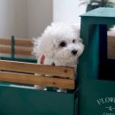 정도그린에너지 | 서울 강서구 김포 애견동반 대형카페 헤이더그린 강아지 운동장 방문후기