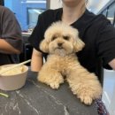 힐스톤 A 이미지