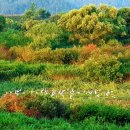 우포늪 생태 사진전 이미지