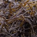 신지운 카카오 검색결과