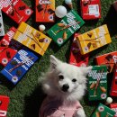 놀러오개 애견유치원 애견호텔 에버랜드점 이미지