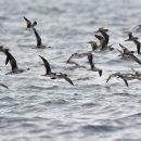 선상 탐조 중에 만난 슴새(Streaked shearwater) 이미지