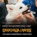 강아지 치아 부러짐, 어금니가 파절된 스피치 치료 후기