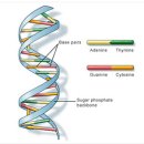 진화론 산책 (2) 이기적 유전자 이미지