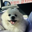 [찐빵 in 캠핑] 청도 원더랜드 애견캠핑장에서 미리 한 할로윈 캠핑, 네이처하이크 8.5 피칭