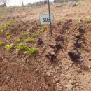 대유농장 이미지