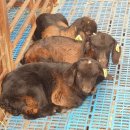 남원미래농장 이미지