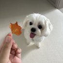 (강아지 옷) 강아지 여름 자외선차단 옷 / 쏘오옥 쿨링커버롤 + 포우에블 안티버그 솔직 후기