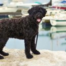 용인동물병원 이미지