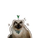 시바냥