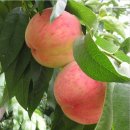 백봉령농장 이미지