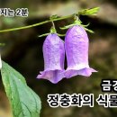 ＜정충화의 식물이야기＞ 금강초롱꽃 편 이미지