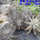 동곡농장 이미지