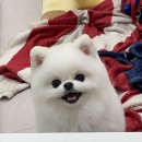 까리하개 이미지