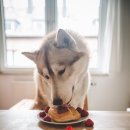 빵먹는 강아지 이미지