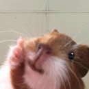 오르커피로스터스