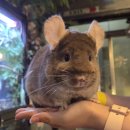 뉴에스에이짐 | [홍대 실내 동물원 추천] 테이블에이 후기