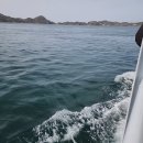 대구시청별관앞 교통섬 | [나홀로 일본 마쓰야마✈️] 3. 기다리고 기다리던 고고시마데이🏝🤍