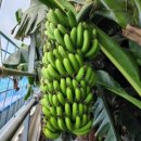 익산 농장 이미지