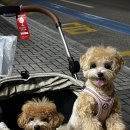 주덕파크 | 25년 여름일기 4 - 강릉여행(세인트존스호텔, 부자대게, 황금오징어순대, 나상명강릉초당순두부)