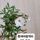 흰색바람개비와 글라브라 로즈 이미지