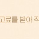 강남 요미독앤캣 강아지 분양 고양이 분양 이미지