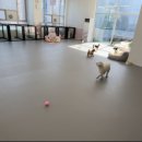 퍼피트리 이미지