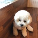 미니멍 살롱 네이버블로그