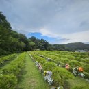 평온한 마음,품격있는 삶의 지혜 | 자연 속 평온한 용인 수목장 탐방기