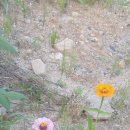 진교 메타세쿼이아길 이미지