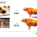 개량가축인공수정소 네이버블로그