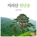 지리산 천년송 네이버블로그