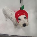 삐삐펫살롱 이미지